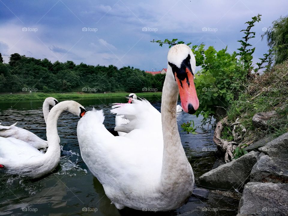 swan in river Drava, Maribor city