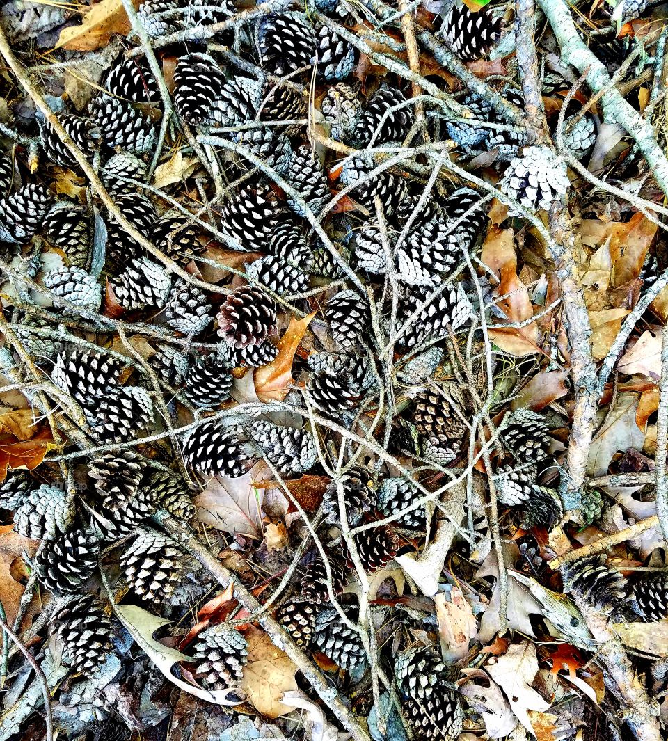 pinecones scattered.