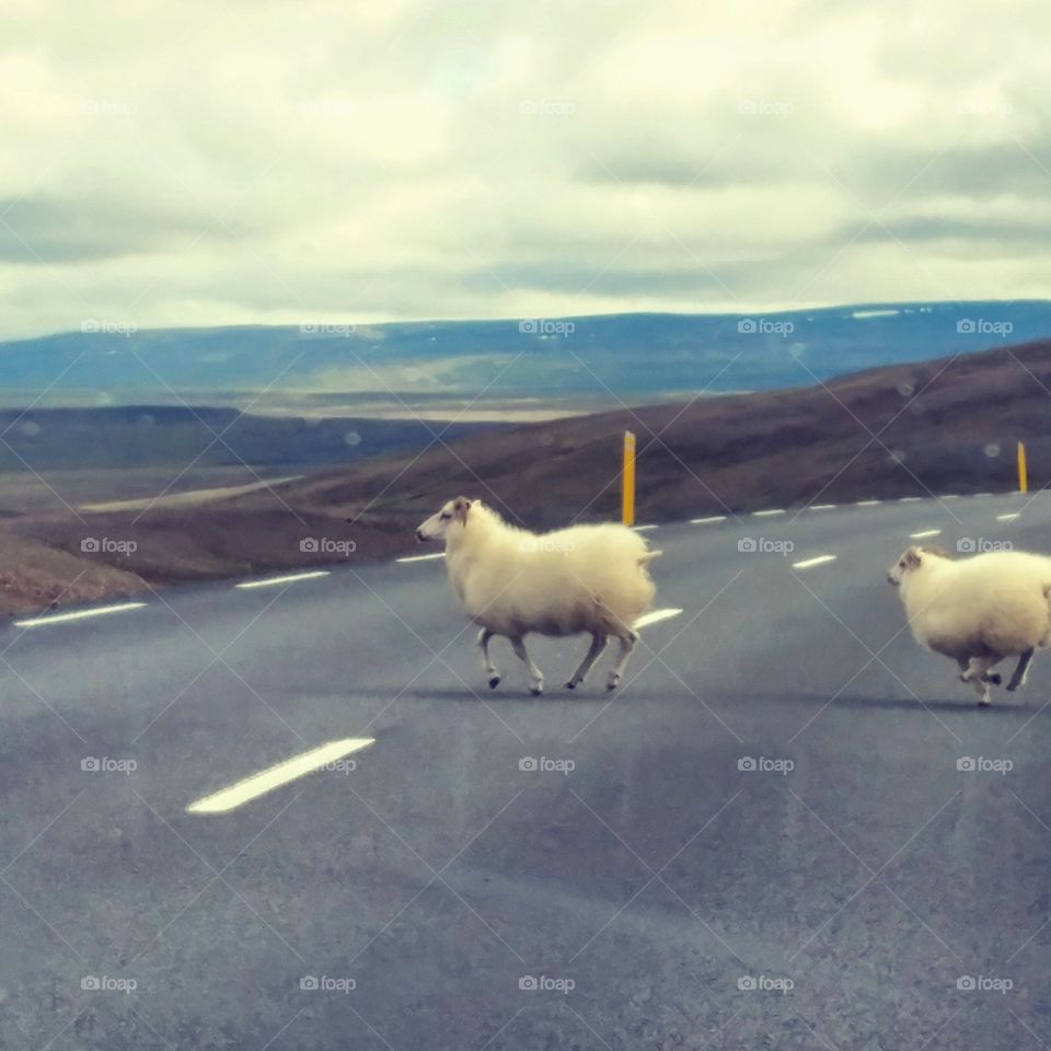 Icelandic sheep.