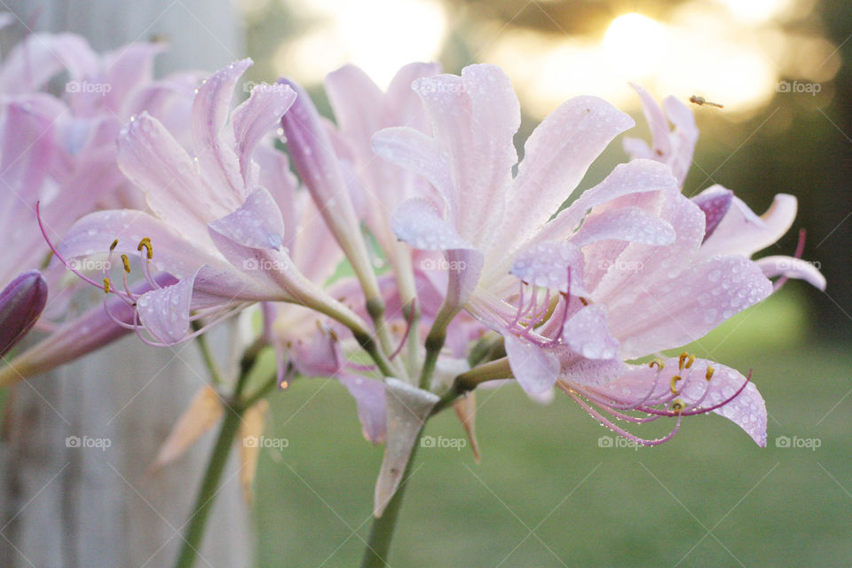 Purple flower