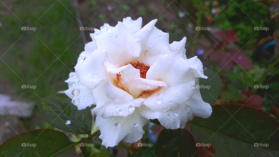 Close up of white rose