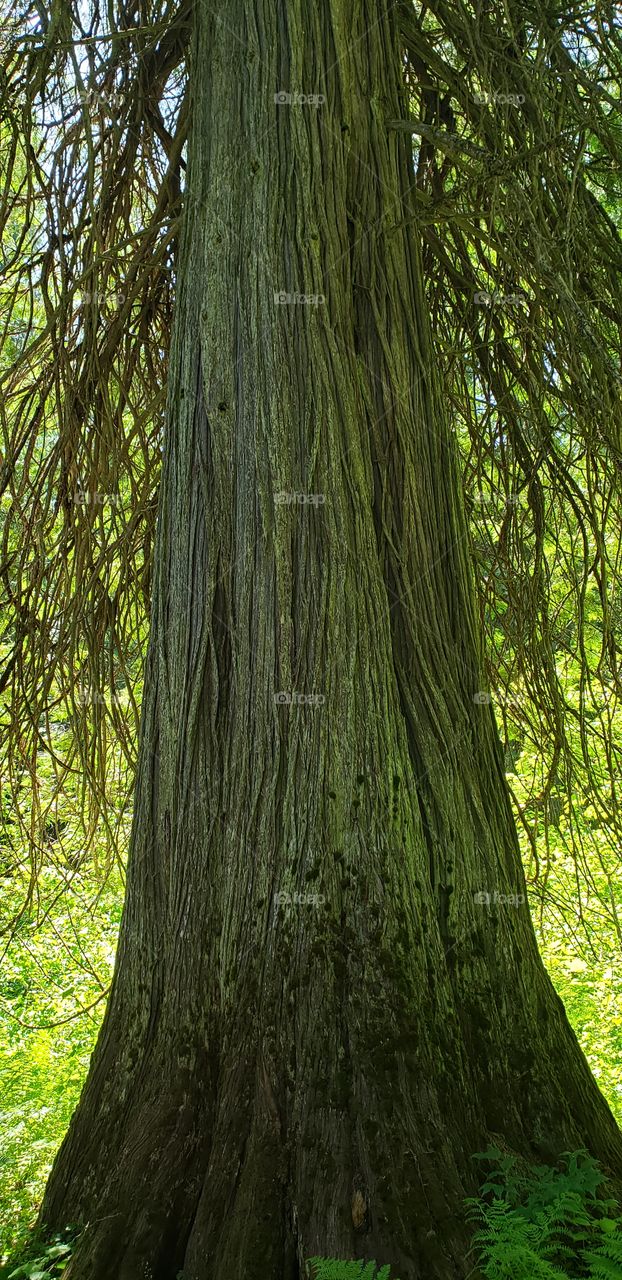 giant cedar