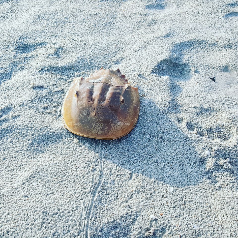 Crab shell on sand