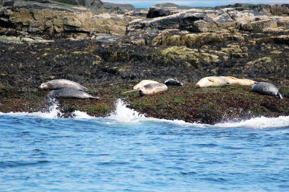 seals sunning themselves