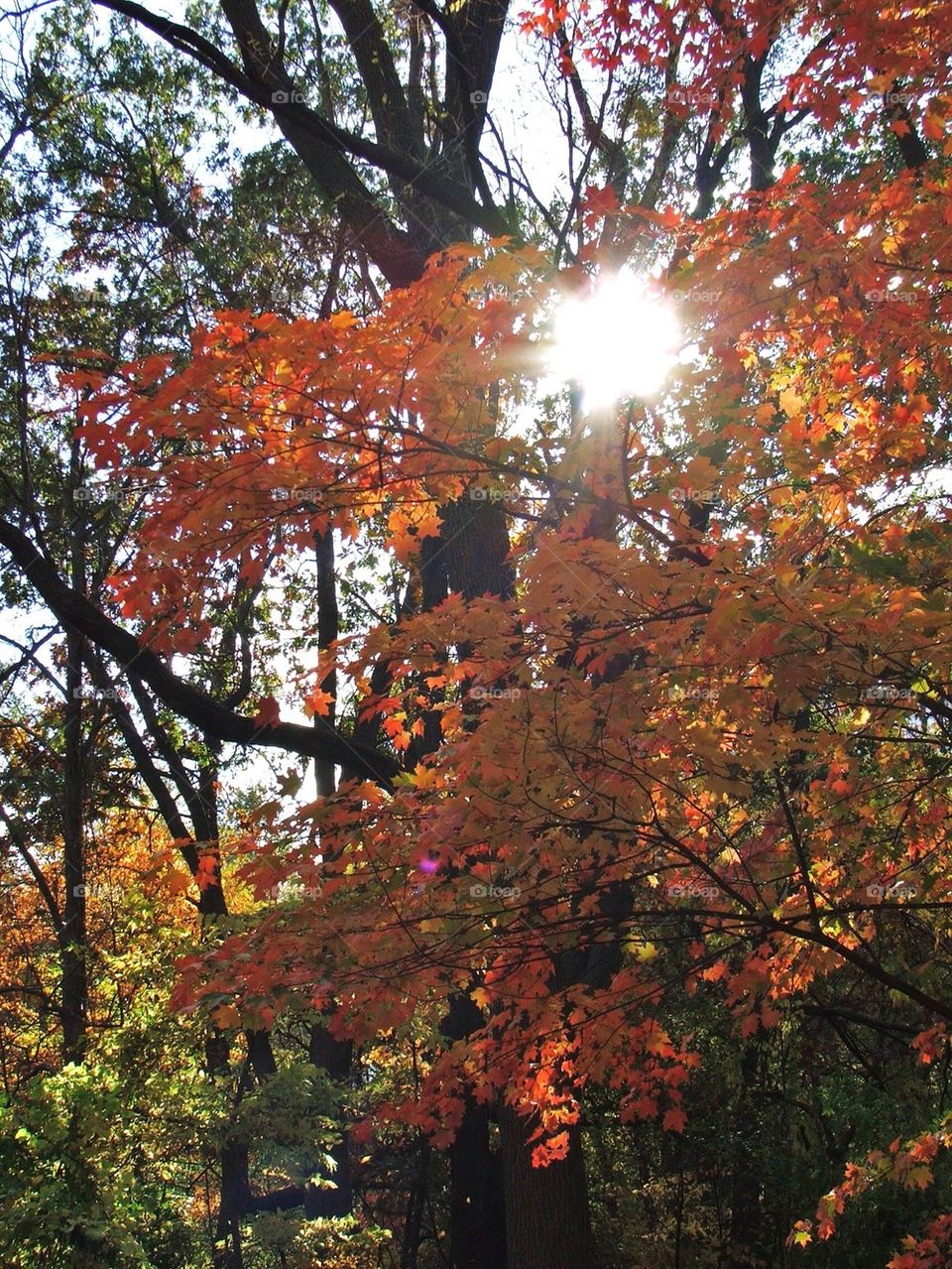 Fall foliage 