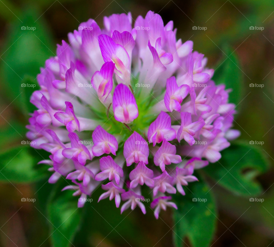 new windsor ny nature flower macro by delvec