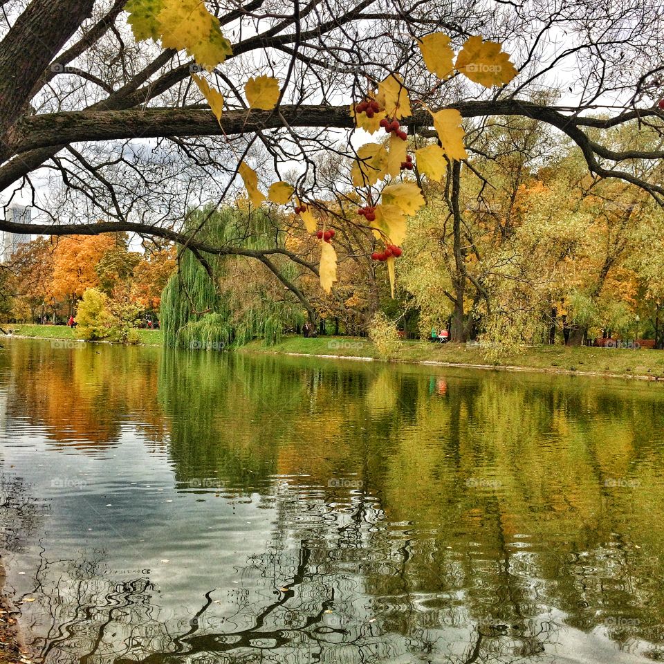 Fall, Tree, Leaf, Park, Nature