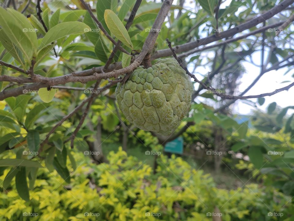 Fun fruits custard apple tough outside sweet inside