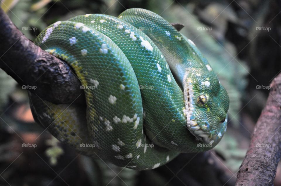green python