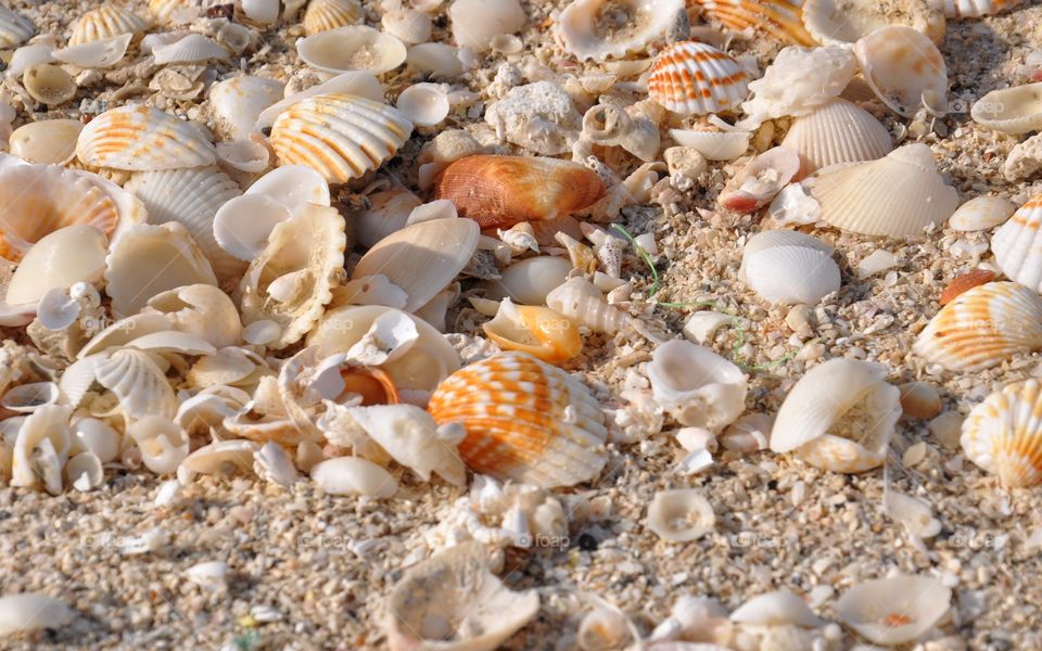 High angle view of scallop seashells