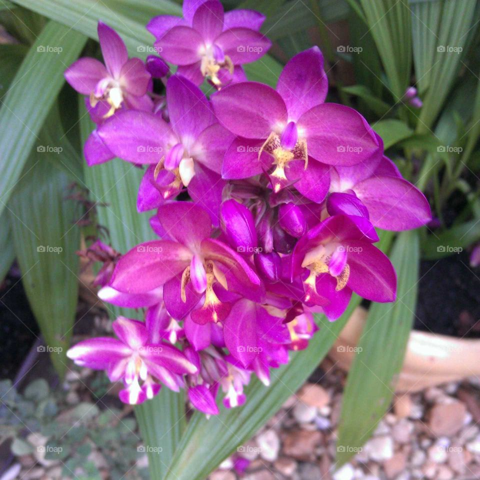 purple day orchid