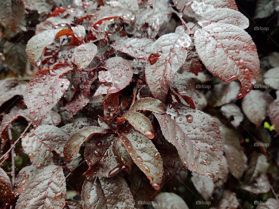 raindrops on the red leaves of the tree