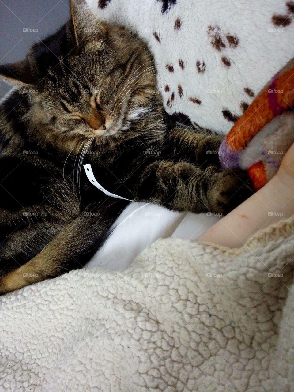 Cat cuddles after being in the hospital