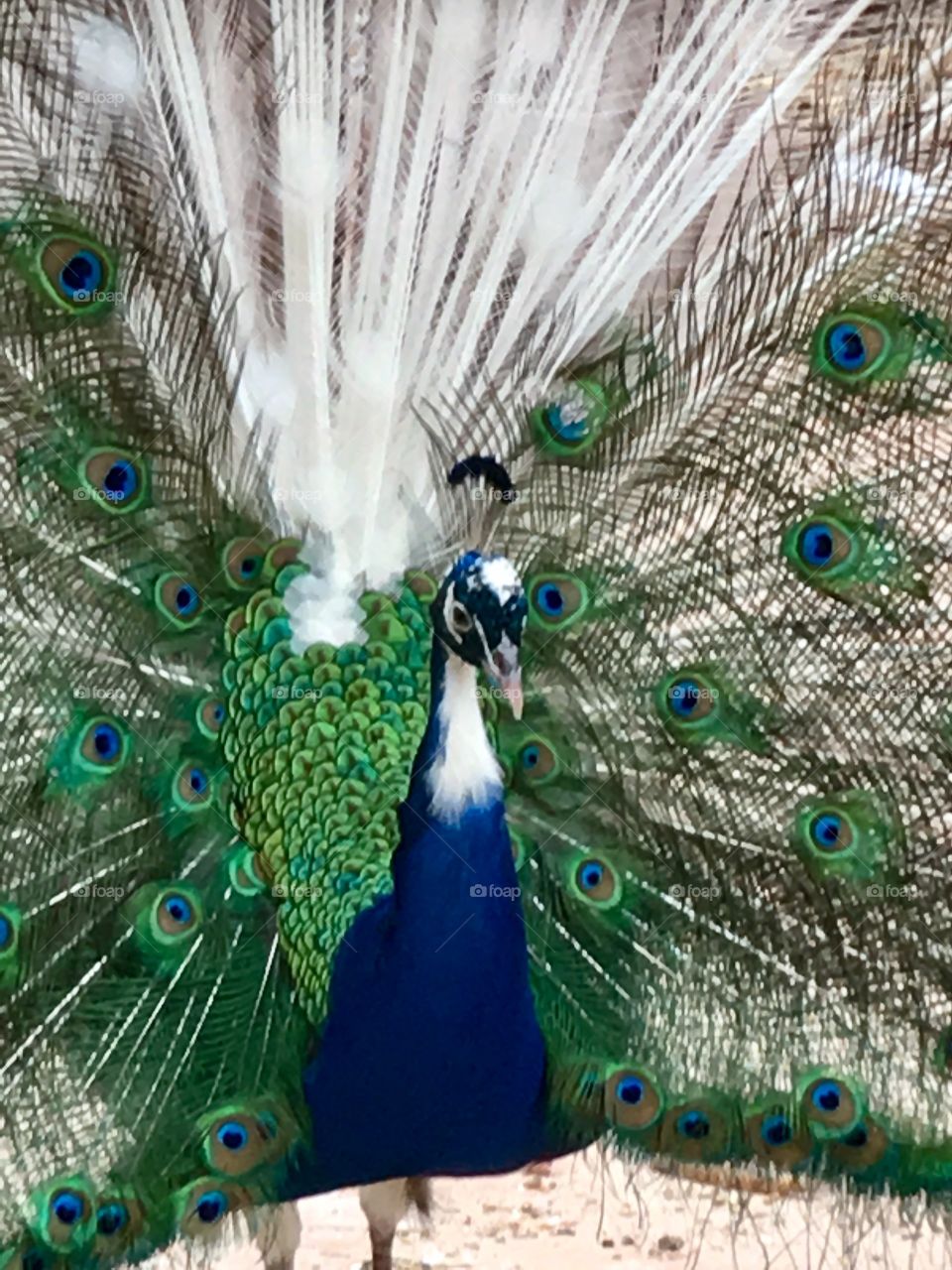 Peacock in full display, colourful iridescent artistic rendering and composition, utilising all space closeup 