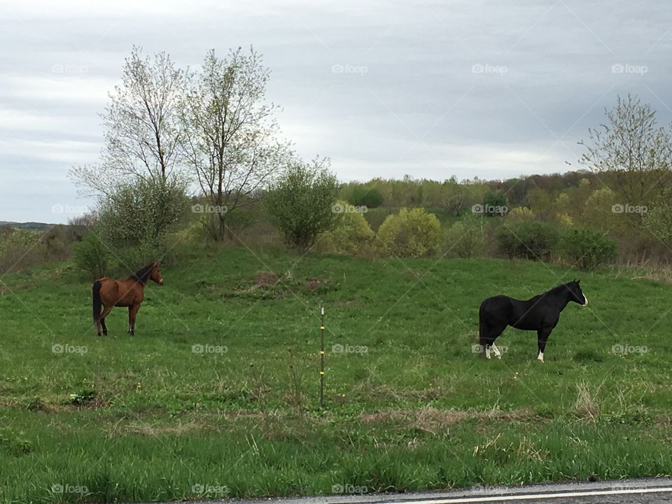 Beautiful horses in the countryside 
