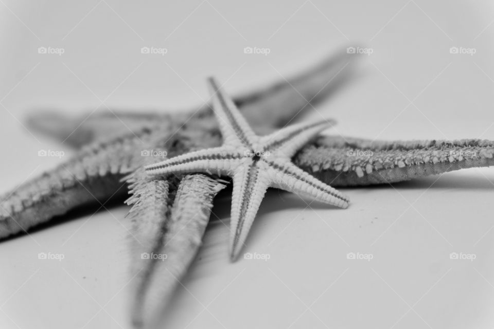 Starfish shells