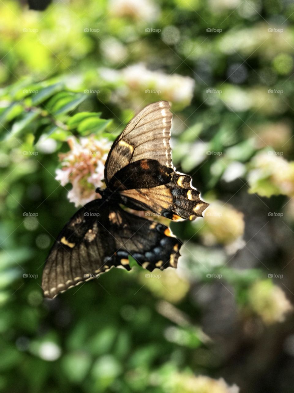 Beautiful butterfly lands on a flowering Bush!