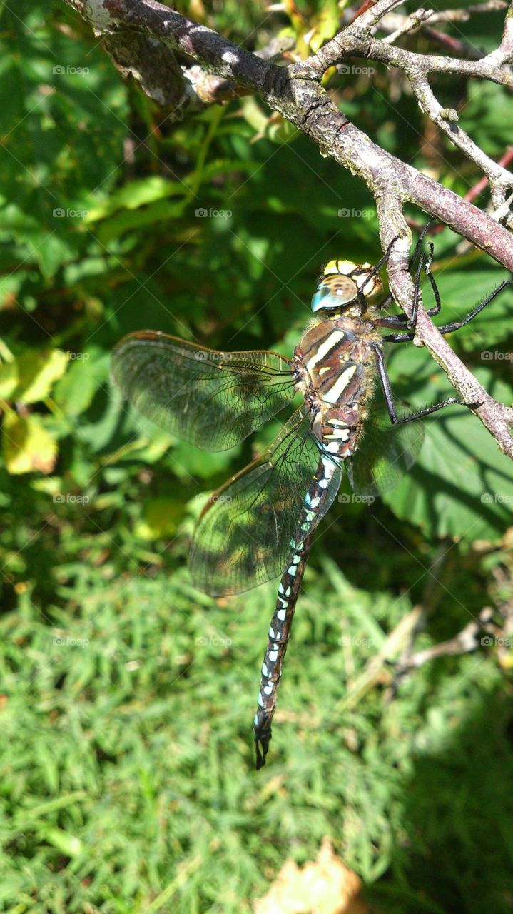 dragonfly resting on a bransh