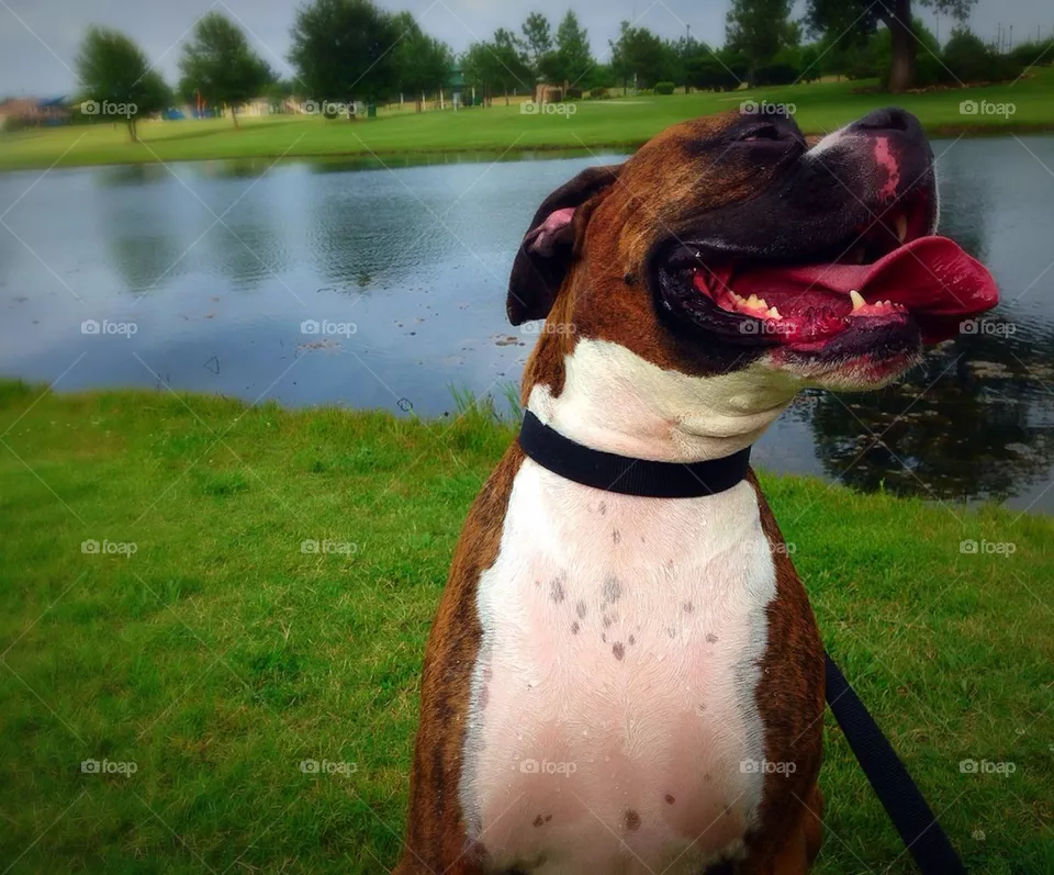 Dog days