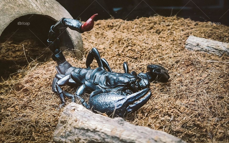 pet scorpion