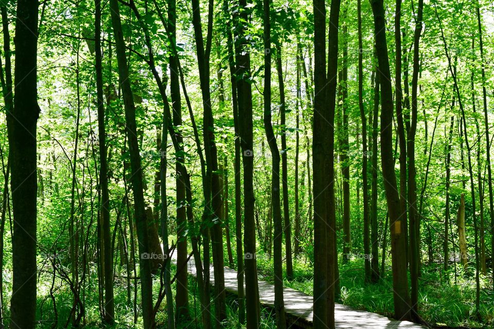 Wooden boardwalk through forest