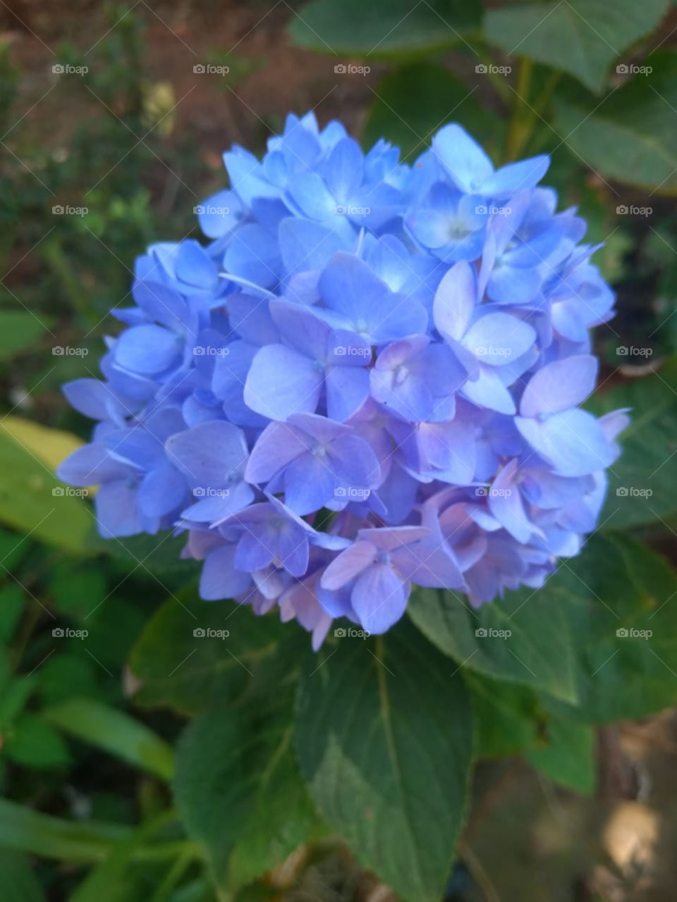 a blue flower in my home garden