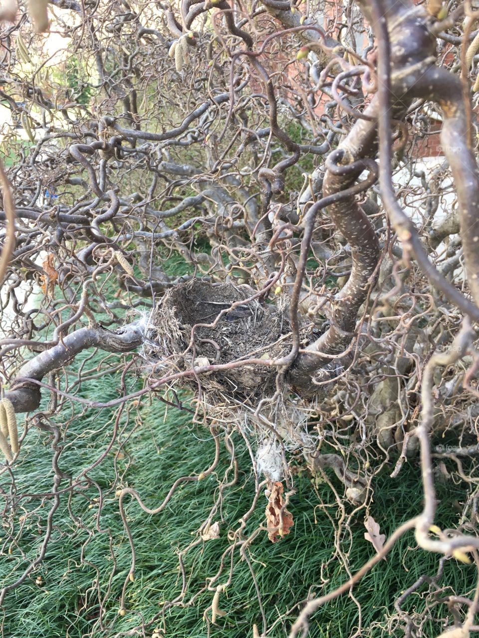 Twisted branches, birds nest, and grass