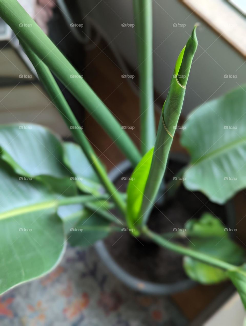 new growth on bird of paradise