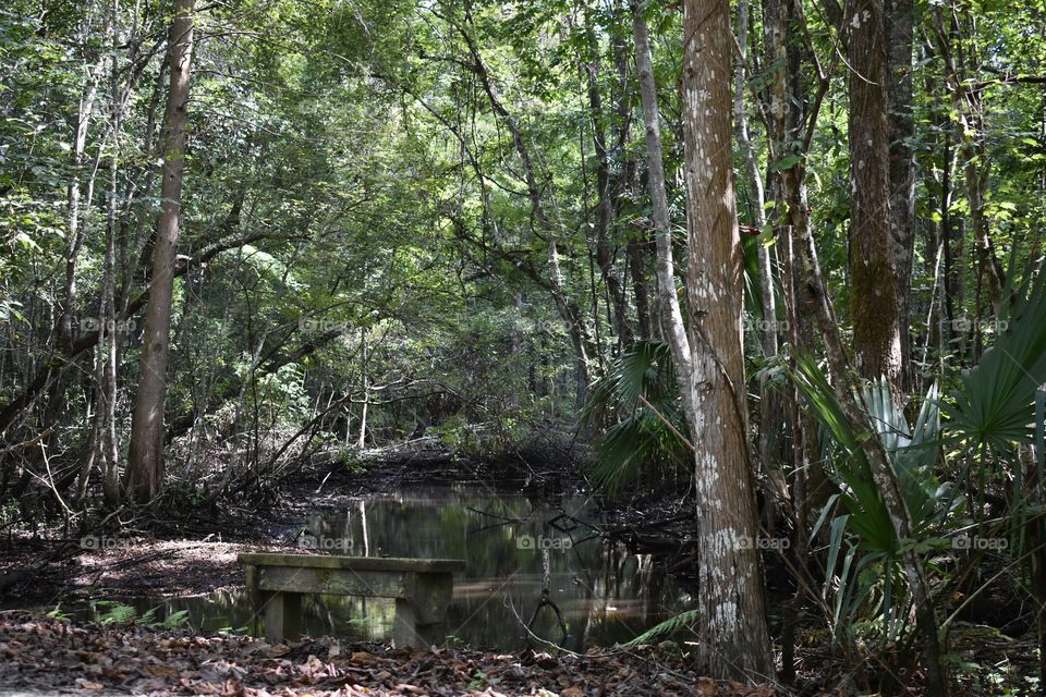 Real Florida.... Beautiful Swamp