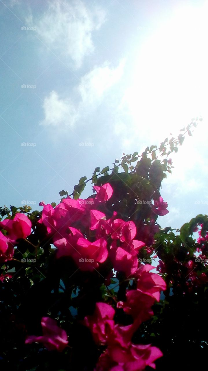 Flower in the sky