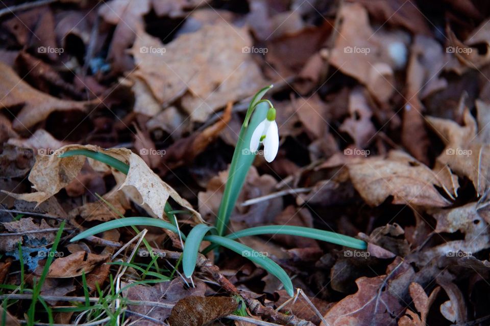 Snowdrops