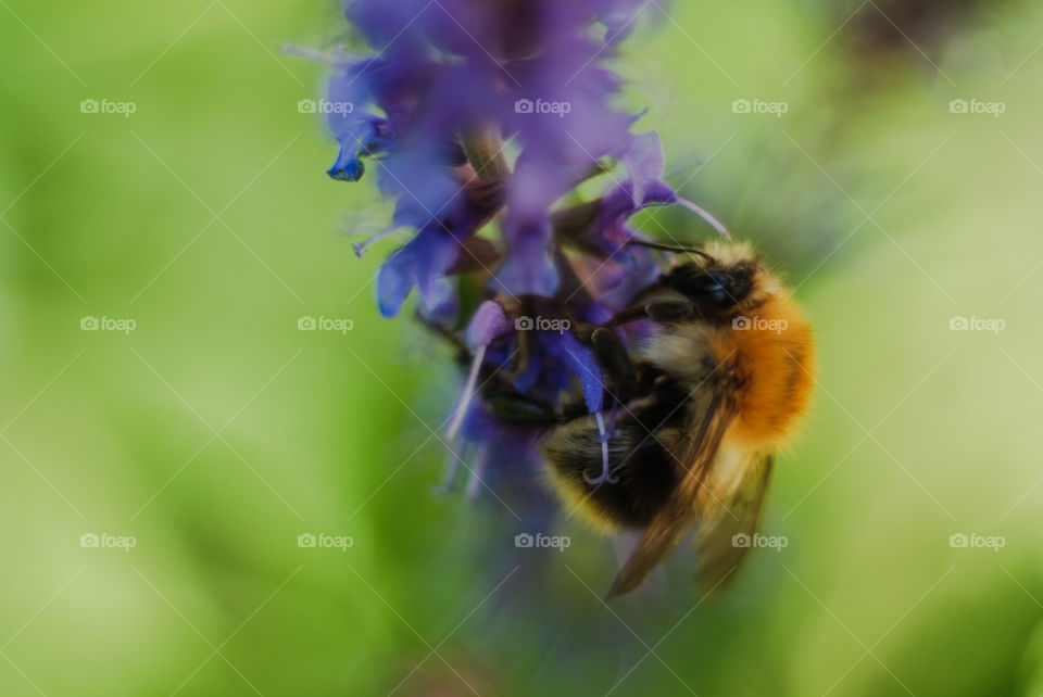 Bumblebee bee on flower