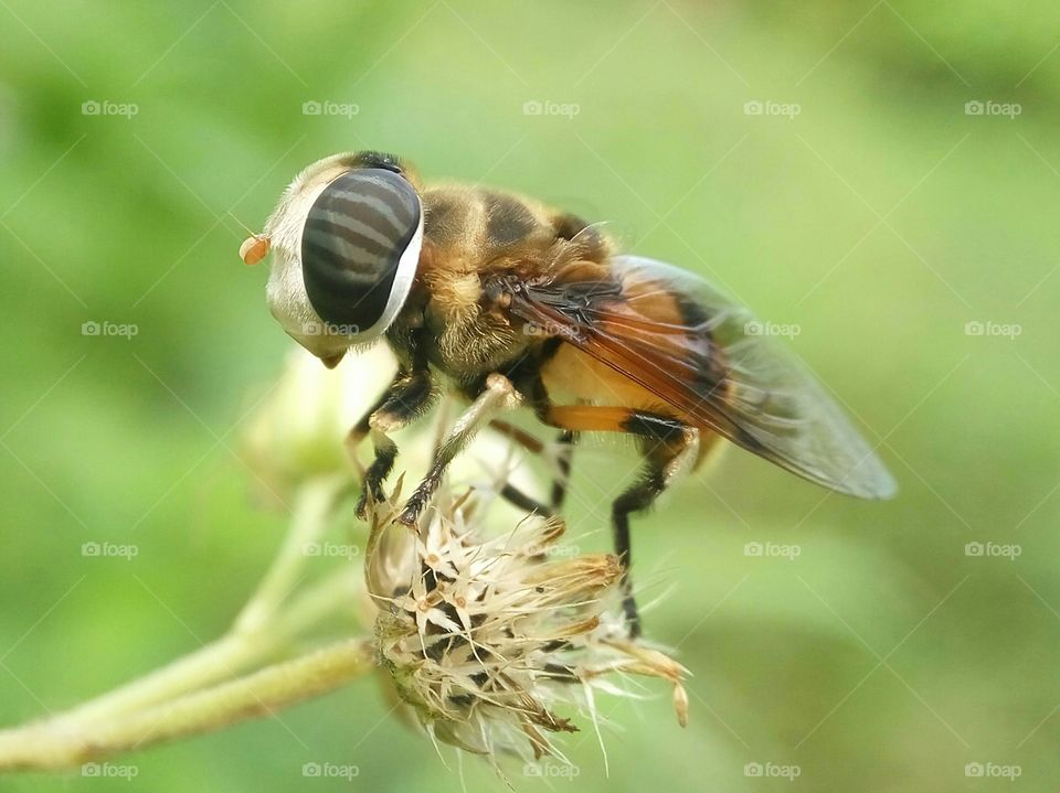 Hoverfly