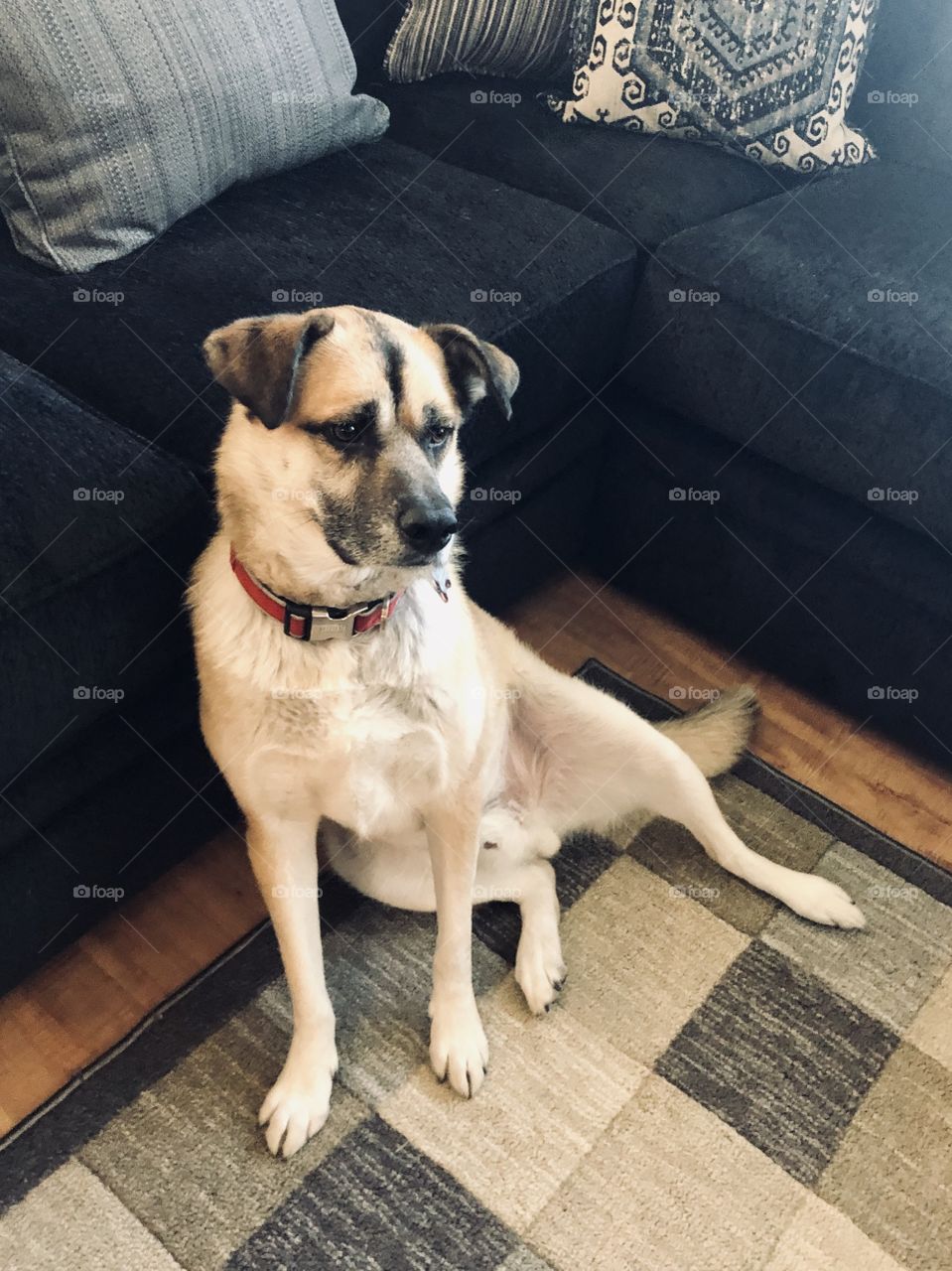 Silly rescue dog sitting lopsided by the couch. Such a goofball. 