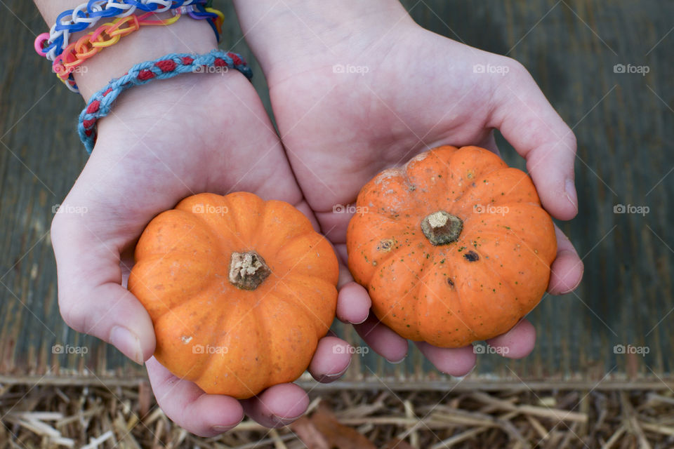 Hands holding mini pumpkins 