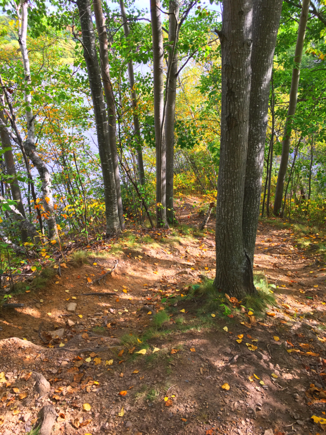 Tree path