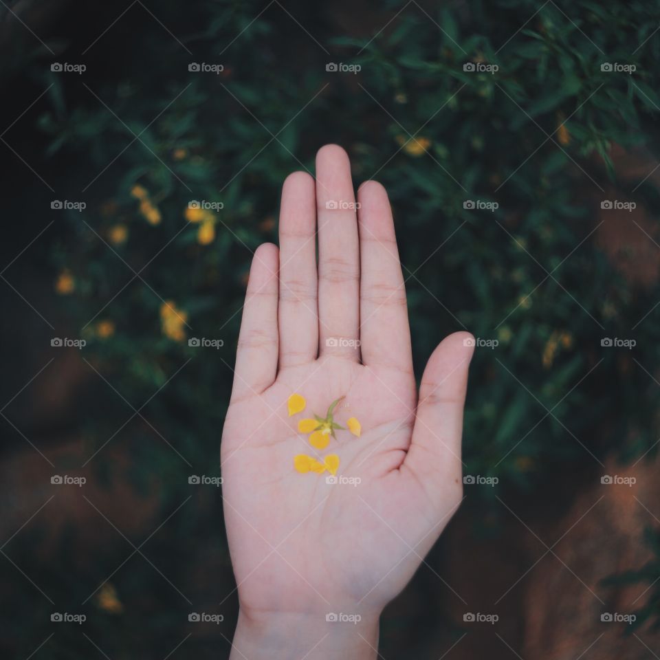 Flower petal on human hand