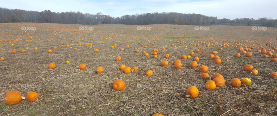 pumpkin fields. pumpkin field