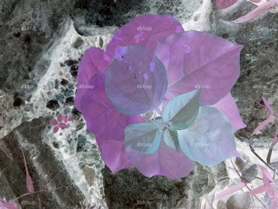 bougainvillea  under filter