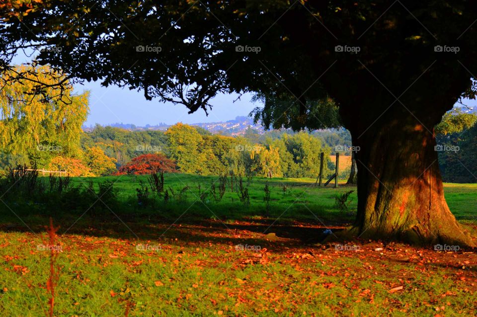 autumn colors. autumn landscape colors