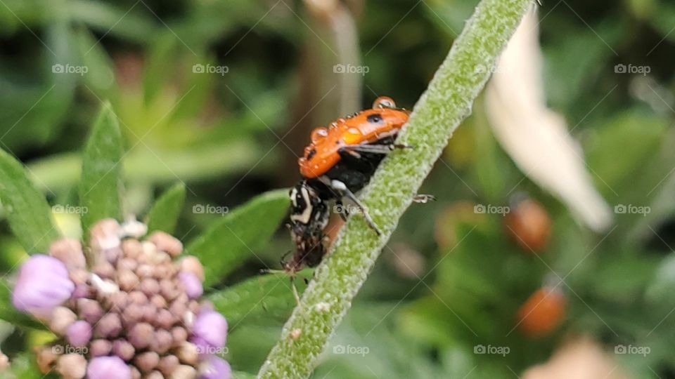 Ladybug lookin for food