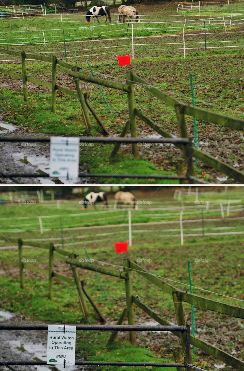 Horses in field  -  Two images showing the effect of changing the depth of field and a narrow aperture. One close up one focused on distance. 