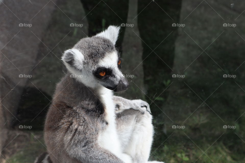 This is lemur at the zoo Belgrade.