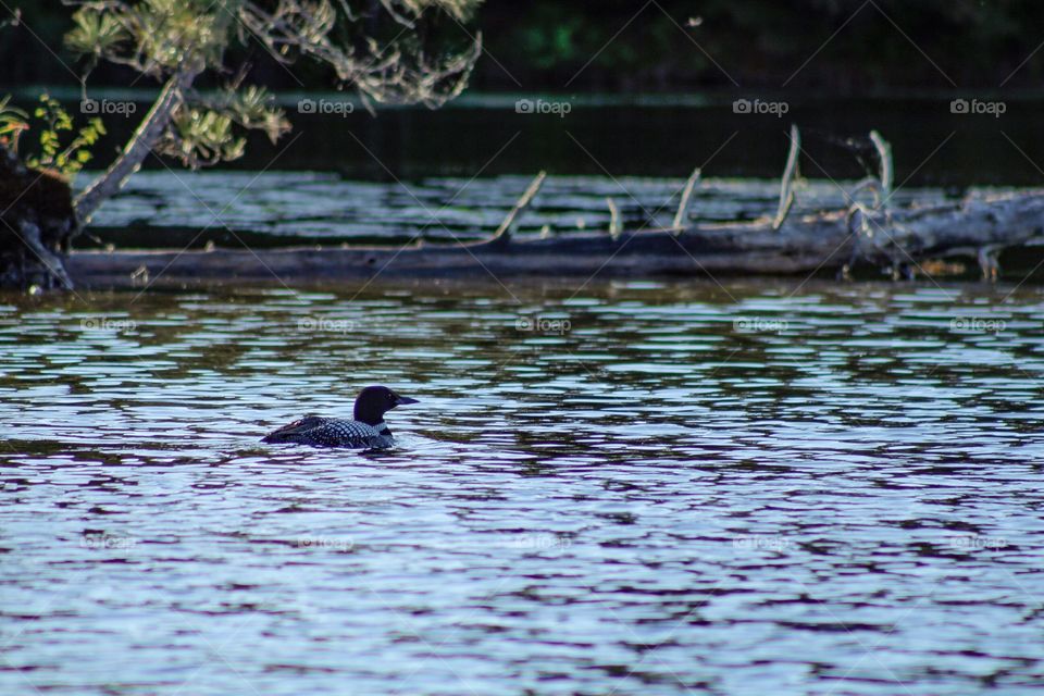 Awesome picture of loons swimming around on a beautiful lake!