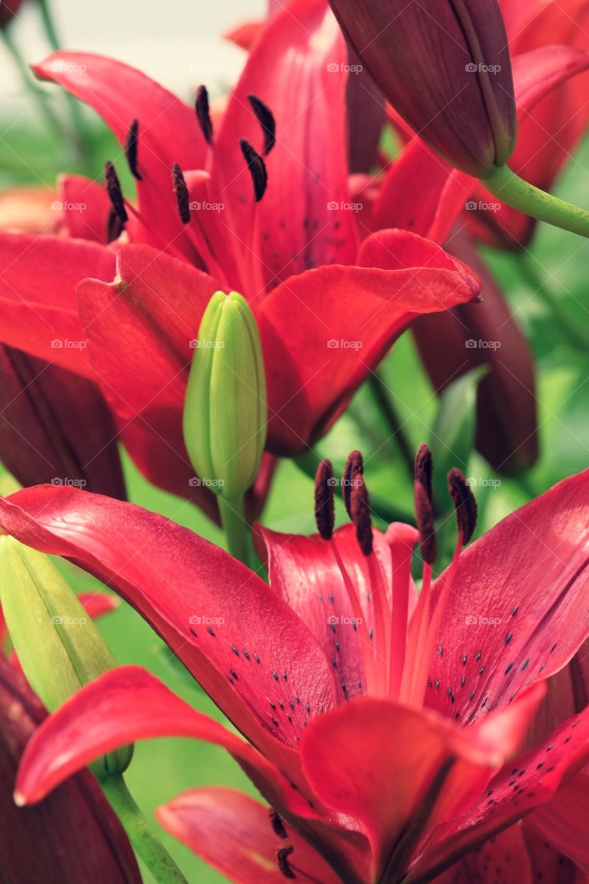 Bright Red Flowers, Lily Petals, Floral Photography, In The Garden