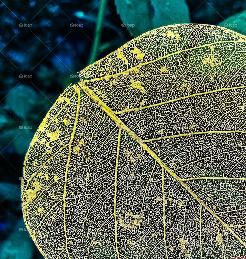 editers' choice: photo of the...