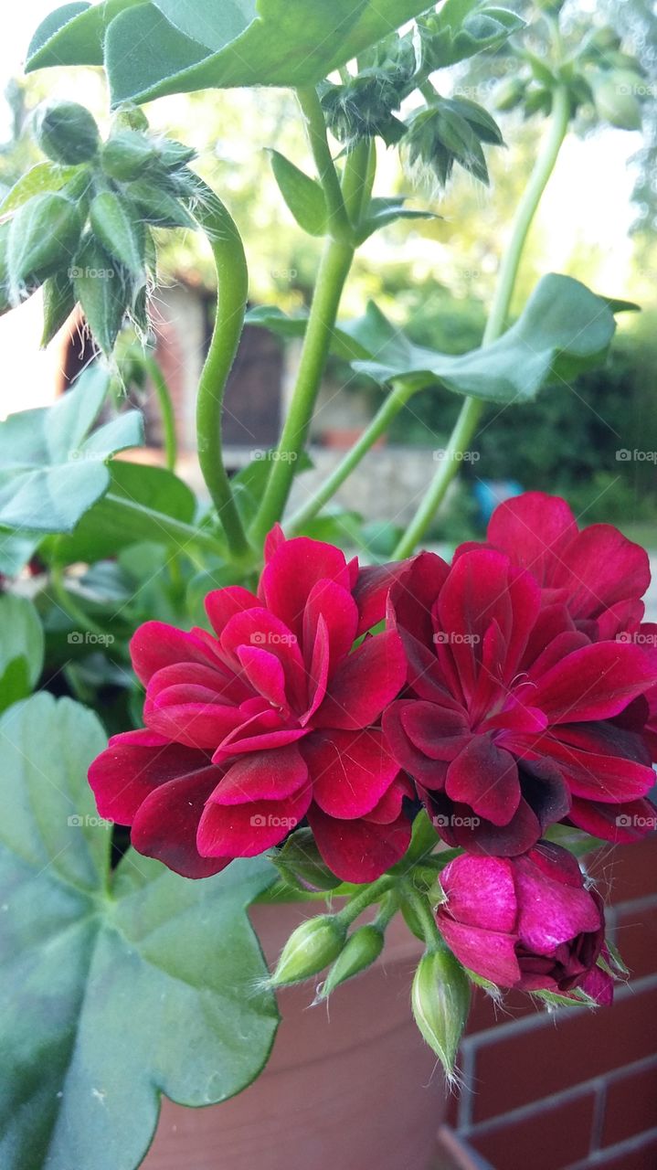 flowers in my garden