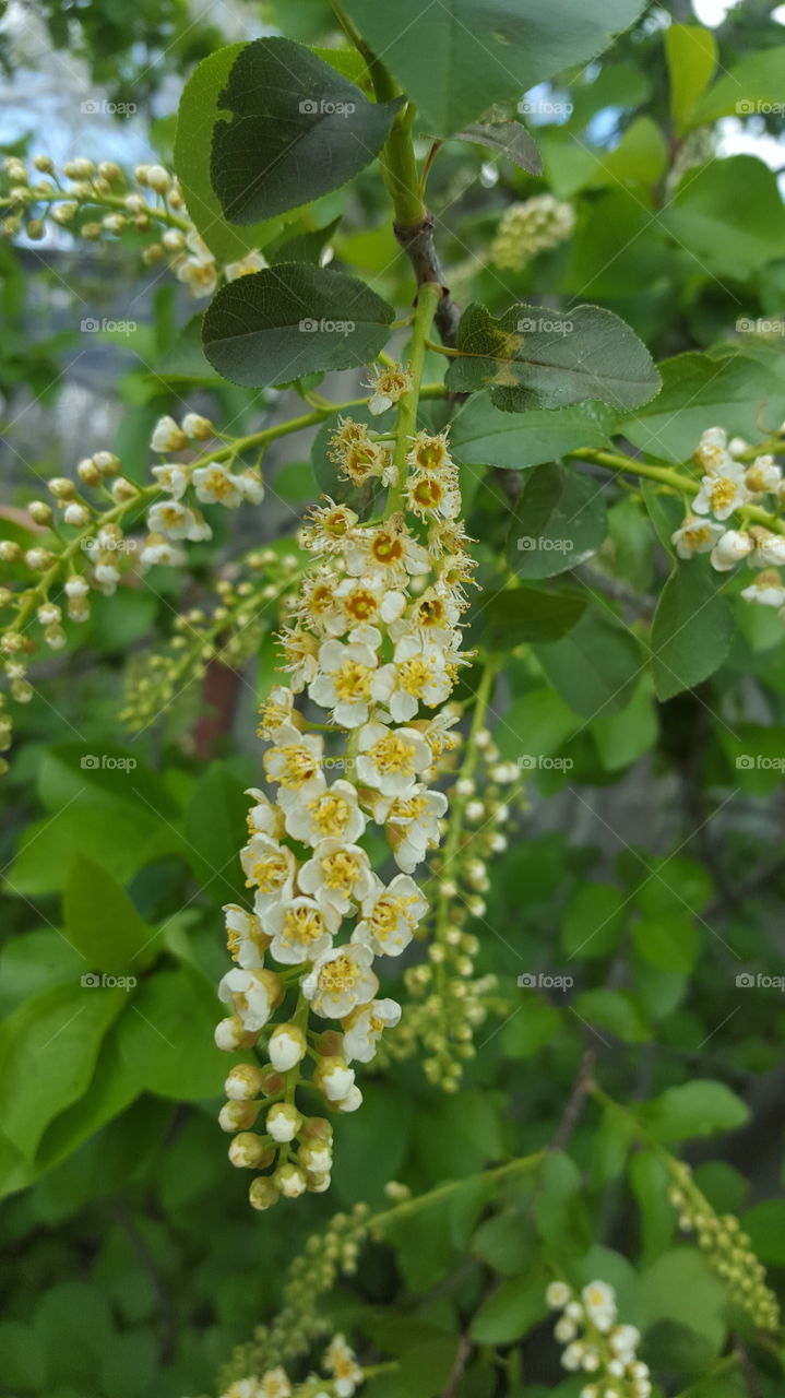 white flowers