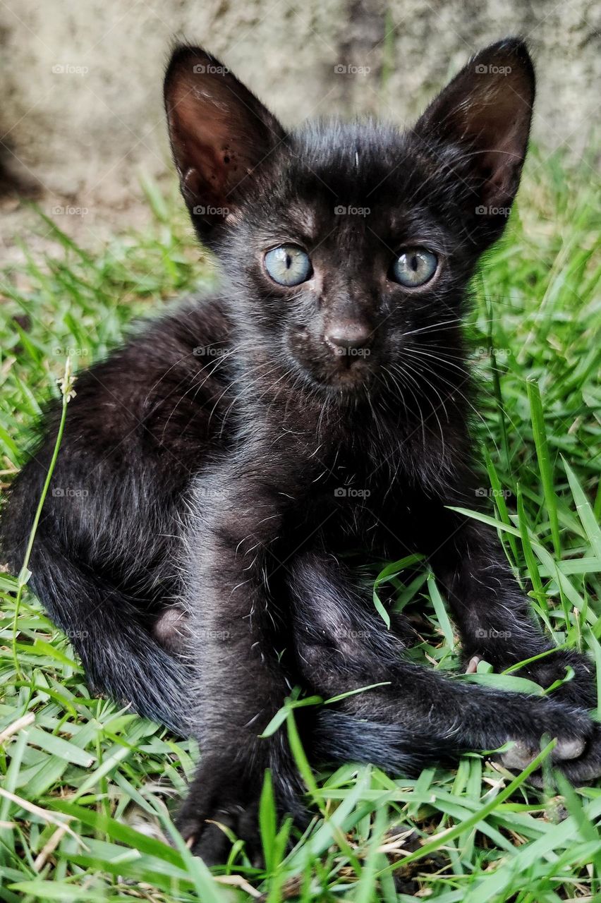 lucky black cat