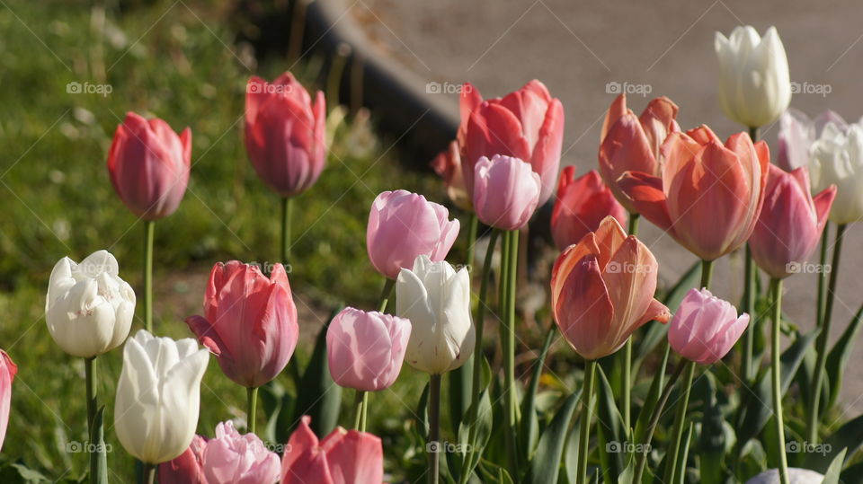 multi colour tulips